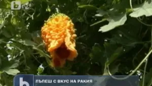 Румънски агроном създаде пъпеш с вкус на ракия 