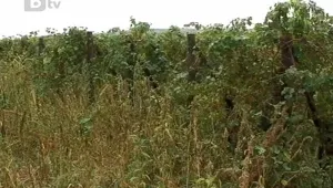Ниската изкупна цена принуждава производителите да се отказват от лозята си