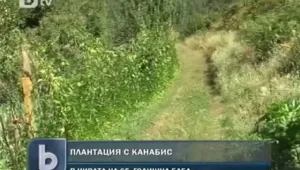Хванаха 65-годишна баба, отглеждала канабис  