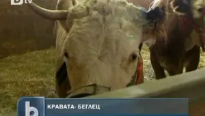 И заживяла щастливо... кравата Ивоне