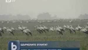 Последното голямо ято бели щъркели отлита на юг 