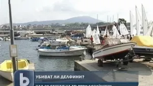 Около 30 делфина е изхвърлило морето от началото на годината 