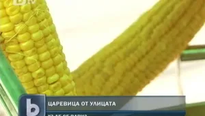 Варена царевица от сергията - безопасно ли е? 