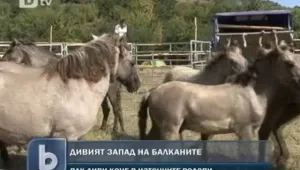 Дивите коне се завръщат в Източните Родопи 