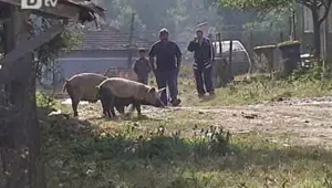 Каква е съдбата на прочутото странджанско прасе?