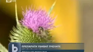 Пчелите в България намаляват 