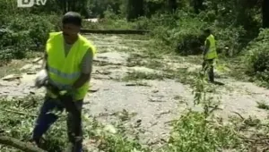 Изсичат дървета в ямболския парк