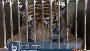53 сибирски тигри с нов дом в Североизточен Китай