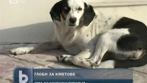 Глобяват кметове за скитащи кучета 