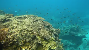 Великобритания ще създаде най-големия морски резерват