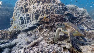 Google Maps се гмурка под водата