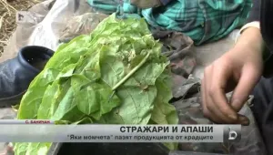 Доброволци пазят от крадци земеделските имоти в Гоцеделчевско