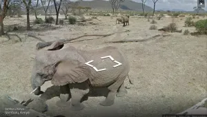 Google Street View предлага разходка в кенийския парк Самбуру 