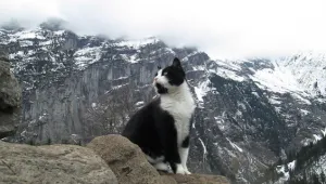 Котка показа пътя на мъж, изгубен в планината (ВИДЕО)