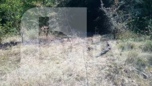 Колата на похитителите – запалена и бутната в дере в Панчарево
