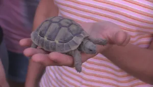 Освободиха десетки костенурки в защитената зона 