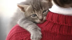 Котките възприемат стопаните си като родители
