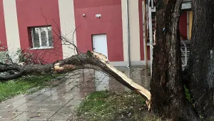 След бурята: Дърво падна в двора на училище в София