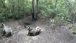 Мечка с две малки мечета се разхожда в района на село Марково
