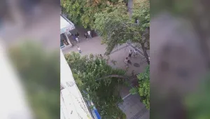 Голям клон от дърво е паднал на главната пешеходна улица в Благоевград