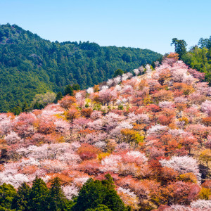 10 места по света, където да се потопим сред цъфтящата флора (СНИМКИ)