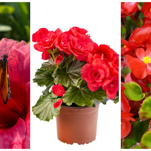 Каланхое, бегония, хибискус - как да ги отглеждаме, за да цъфтят богато?