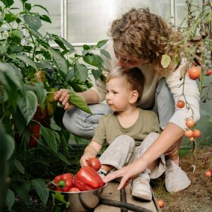 Тази кухненска съставка прави чудеса с чушките и доматите в градината! 