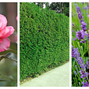 Eто какво да направим през август – за да подсилим тези 3 растения и те да цъфтят до есента