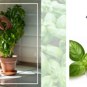 Босилекът - природният лек срещу стареене и стрес (ВИДЕО)