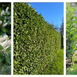 Лавровишната – защо е най-желаното растение за жив плет (СНИМКИ)