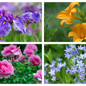 5 цветя, които да засадим в края на лятото – за се радваме на разкошна градина през пролетта