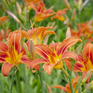 Какво е значението на имената Евстати и Евстатия?