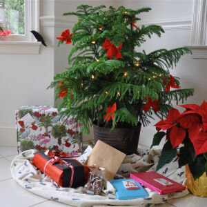 Норфолкски бор – живото коледно дърво за всеки дом (СНИМКИ)