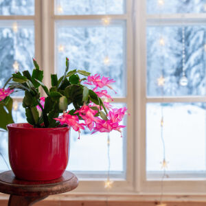 Как да накараме коледния кактус да цъфне навреме – за празничните дни