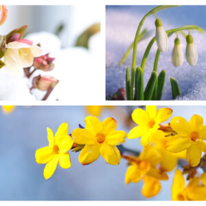 Коледна роза и още четири растения, които цъфтят обилно и през зимата (СНИМКИ)