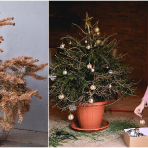 Как да запазим коледната елха жива по-дълго: 5 лесни съвета (СНИМКИ)