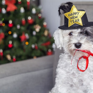 Коледната елха – защо може да бъде опасна и да убие домашния любимец