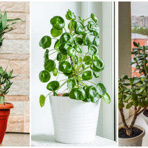 ТОП 5 „късметлийски“ стайни растения, с които да започнете годината позитивно (СНИМКИ)