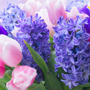 Пролетната градина - как да се грижим за лалетата и зюмбюлите?