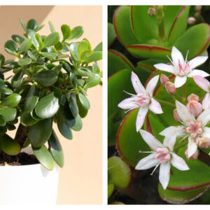 Знаехте ли, че Дървото на живота може да цъфти? С малко усилия може да постигнем това