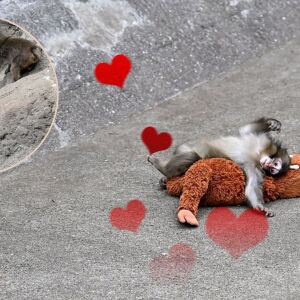 Маймунката Пънч и нейният плюшен орангутан разплакаха света (СНИМКИ)