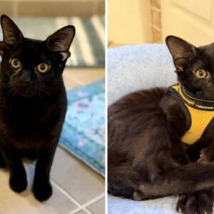 Котаракът Доби с 4 уши разчувства интернет – стотици искат да го осиновят (СНИМКИ)