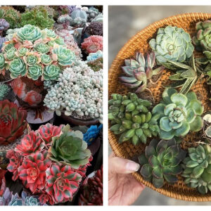 Сукуленти - колко често и как да ги поливаме  (СНИМКИ)