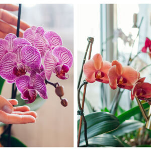 Орхидеите ще развият великолепни цветове, ако избягваме тези три често срещани грешки