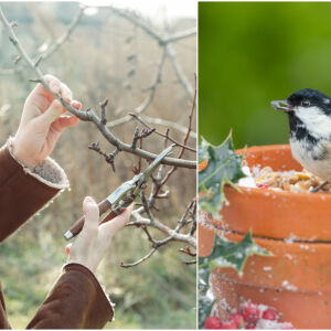 Кои растения в градината трябва да подрежете през януари? (СНИМКИ)