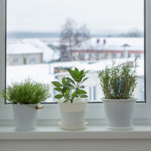 3 начина да се грижим за стайните растенията през сухата и студена зима 