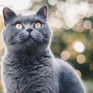 Котката ми пикае навсякъде! Този плод може да помогне