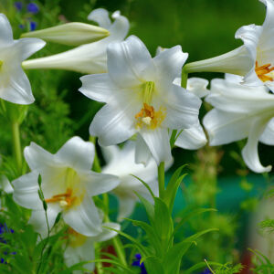 Великденска лилия - как да отгледаме цветето, символизиращо идването на пролетта (СНИМКИ)