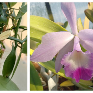 Как да пресаждаме и отглеждаме орхидеи вкъщи (ВИДЕО)