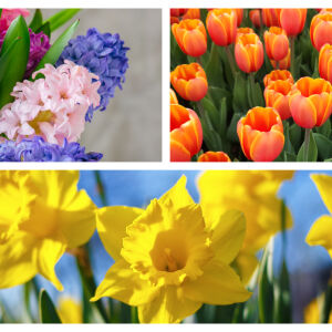 Кои цветя се подаряват на Великден и какво символизират (СНИМКИ)